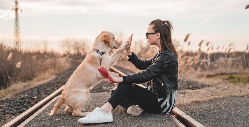 Dogiz pivot feature